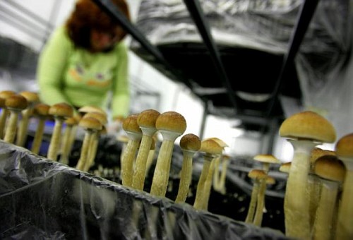 Funghi allucinogeni o magic mushrooms