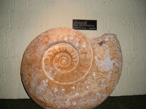 Giethoorn De Oude Aarde Museum - Fossili Cristalli Conchiglia
